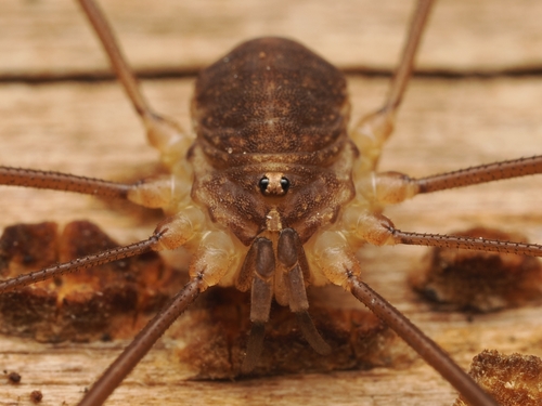 Nelima sempronii