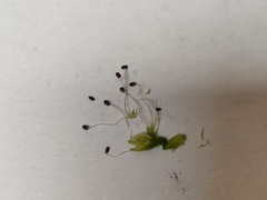 Microbotryum silenes-dioicae