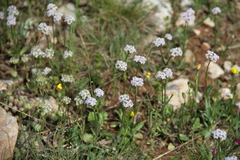 Valerianella coronata