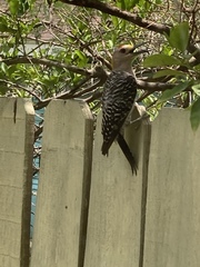 Melanerpes aurifrons