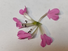 Microbotryum silenes-dioicae