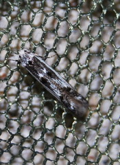 Blastodacna