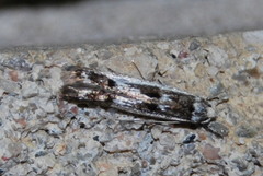 Blastodacna