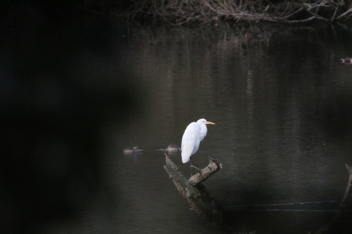 Great Egret