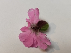 Microbotryum silenes-dioicae