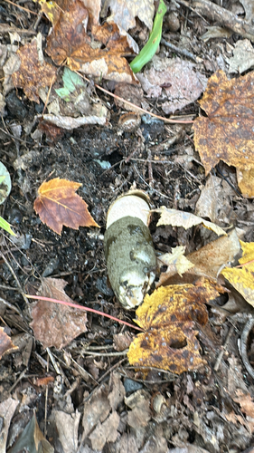 Ravenel's stinkhorn