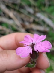 Microbotryum silenes-dioicae