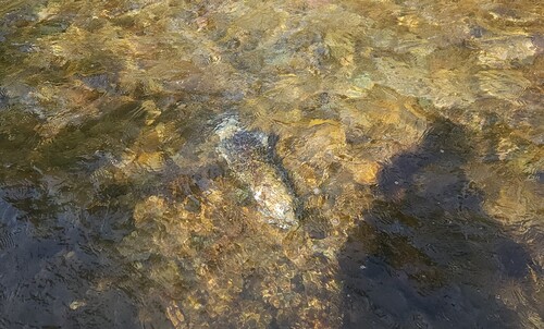 Chinook Salmon