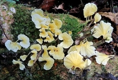 Cotylidia aurantiaca