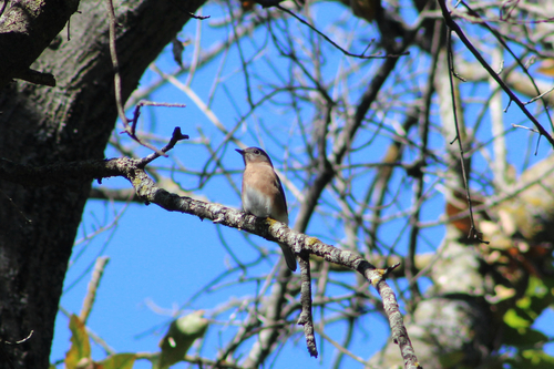 Eastern Bluebird