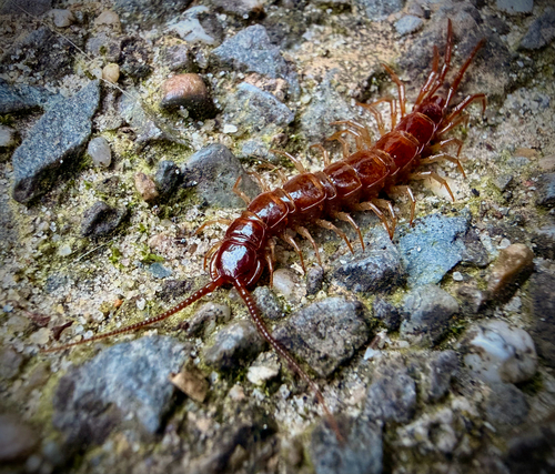 Brown Centipede