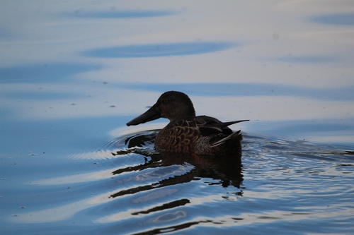 Northern Shoveler