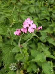 Microbotryum silenes-dioicae