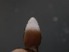 Cyrtodactylus marmoratus