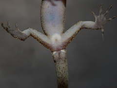 Cyrtodactylus marmoratus