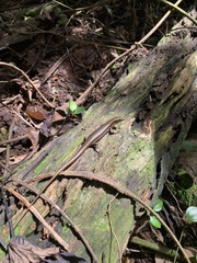 Trachylepis sechellensis