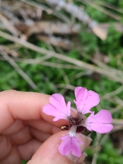 Microbotryum silenes-dioicae