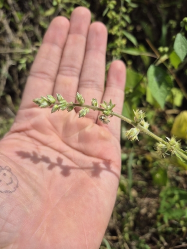Pupalia lappacea, 2026-10-04