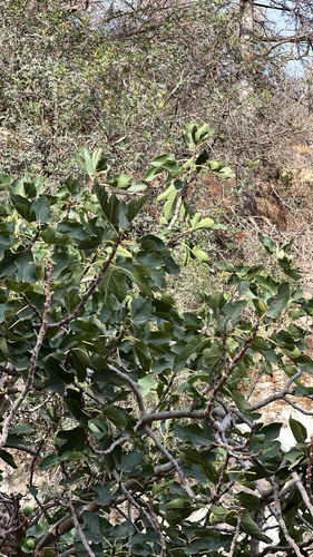 Ficus carica carica