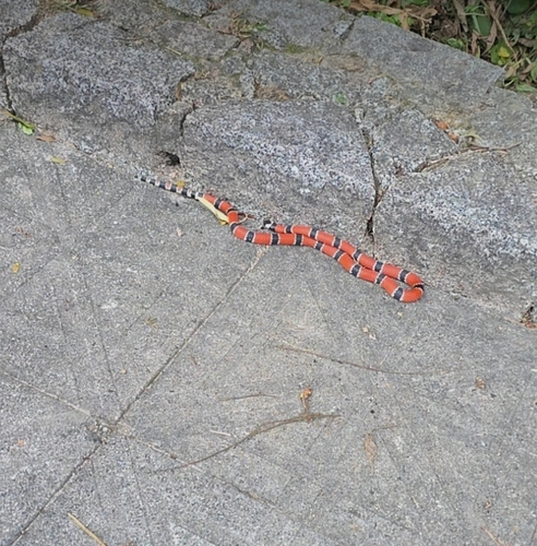 Painted Coralsnake