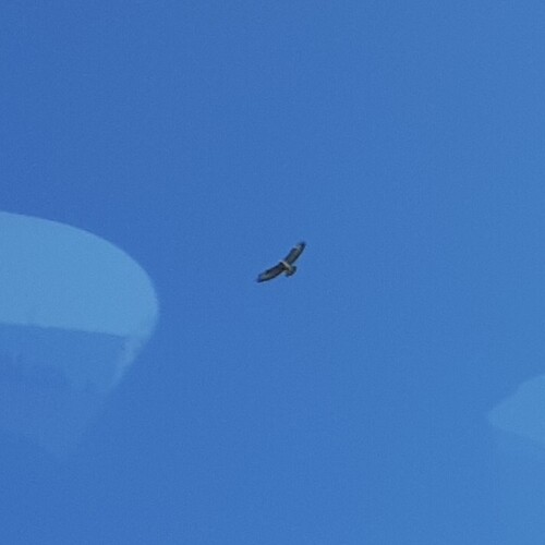 Common Buzzard