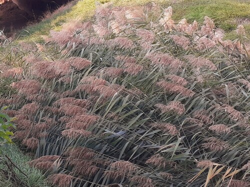 common reed