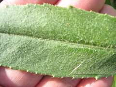 Cirsium arvense
