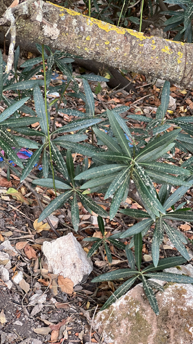 oleander
