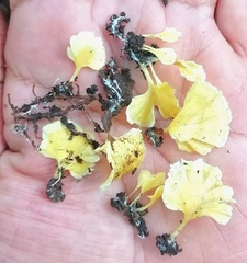 Cotylidia aurantiaca