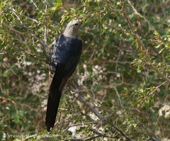 Onychognathus blythii