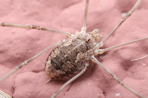 European Harvestman