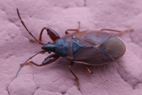 Pinecone Bug