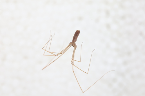 Harvestman Cellar Spider