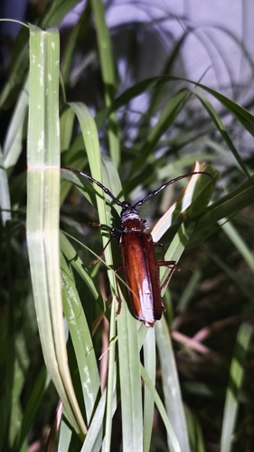 Escarabajo de la raíz del palo verde