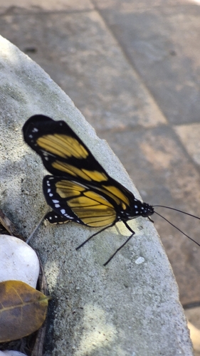 themisto amberwing