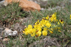 Chamaecytisus wulfii