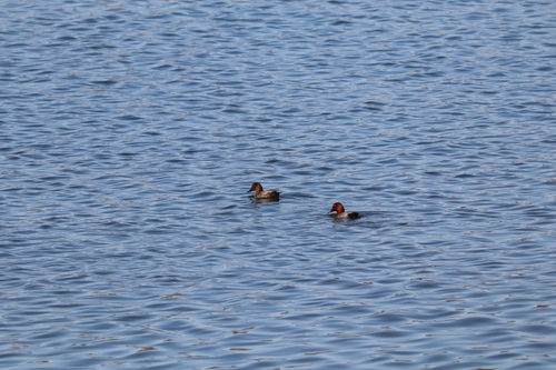 Common Pochard