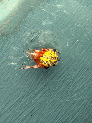 Marbled Orbweaver