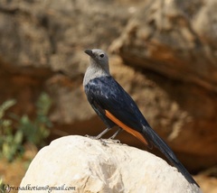 Onychognathus blythii