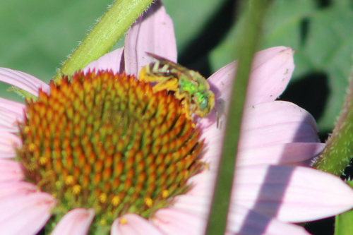 Bicolored Striped Sweat Bee