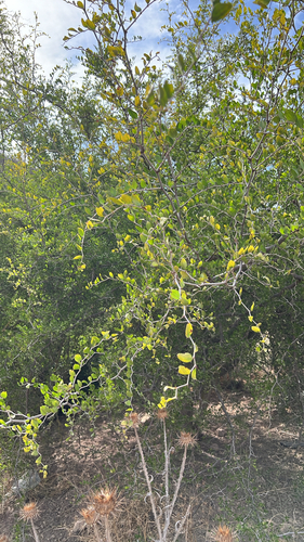 Ziziphus lotus lotus
