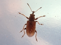 Cimberis pilosa