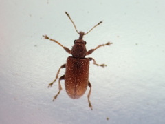 Cimberis pilosa