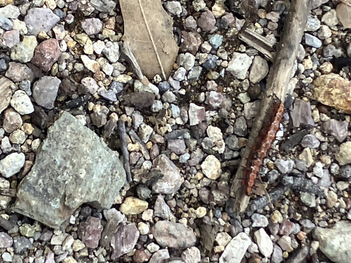 Oslar's Oakworm Moth