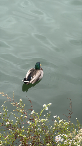 Mallard