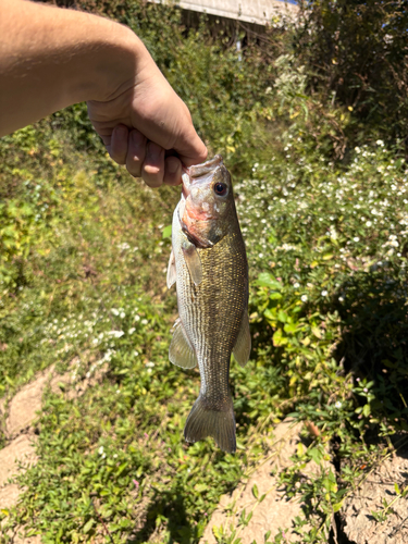 Spotted Bass