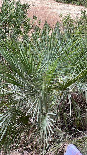 Mediterranean fan palm