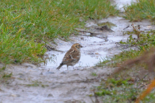 Escribano lapón (Calcarius lapponicus)