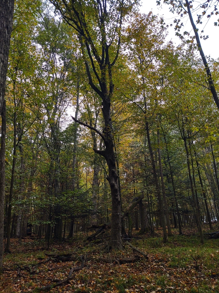 Tall hardwoods inside a forest, their crowns pale yellow and green, with brown leaves already on the floor.