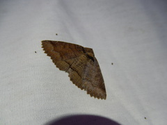 Zale minerea